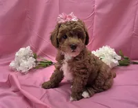 BELLA , a female Poodle - Miniature  for sale in Ozark, MO – 6 of 7