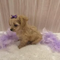 Lilly , a female Chipoo for sale in Ozark, MO – Photo 7 of 7