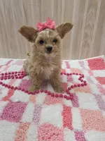 Polly, a female Chipoo for sale in Ozark, MO – Photo 2 of 5