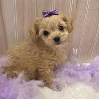 Lilly , a female Chipoo for sale in Ozark, MO – Photo 2 of 7