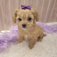 Lilly , a female Chipoo for sale in Ozark, MO – Photo 6 of 7