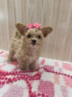 Polly, a female Chipoo for sale in Ozark, MO – Photo 1 of 5