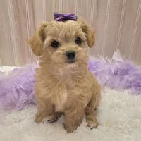 Lilly , a female Chipoo for sale in Ozark, MO – Photo 4 of 7