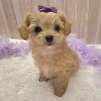 Lilly , a female Chipoo for sale in Ozark, MO – Photo 1 of 7