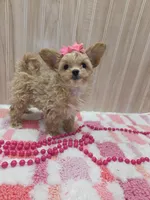 Polly, a female Chipoo for sale in Ozark, MO – Photo 4 of 5