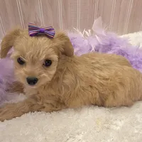 Lilly , a female Chipoo for sale in Ozark, MO – Photo 5 of 7