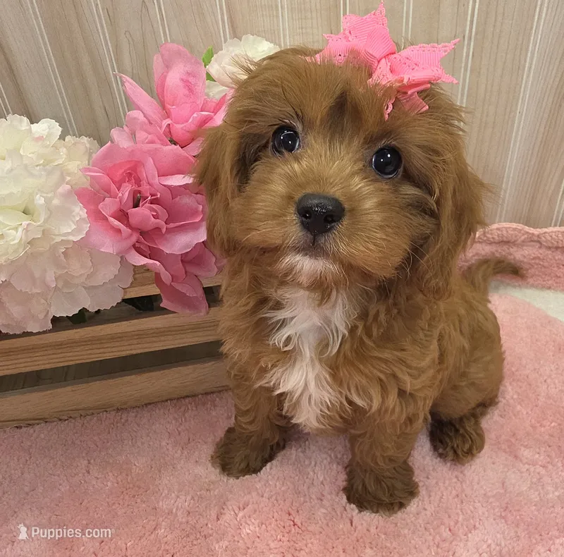 Maya – Cavapoo puppy for sale in Ozark, MO