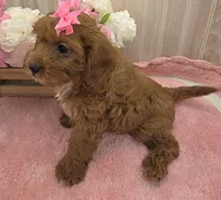 Maya, a female Cavapoo for sale in Ozark, MO – 5 of 7