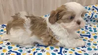 Shorty, a male Shih Tzu for sale in Ozark, MO – 7 of 10