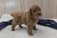 Cody, a male Poodle - Miniature  for sale in Ozark, MO – 3 of 5