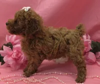 Gertrude , a female Poodle - Toy  for sale in Ozark, MO – 3 of 7