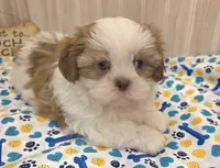 Shorty, a male Shih Tzu for sale in Ozark, MO – 9 of 10