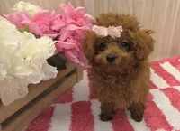 Annie , a female Poodle - Toy  for sale in Ozark, MO – 6 of 8