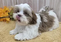 Tony, a male Shih Tzu for sale in Ozark, MO – 2 of 9
