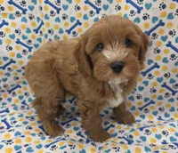 CHARLIE , a male Cavapoo for sale in Ozark, MO – 6 of 6