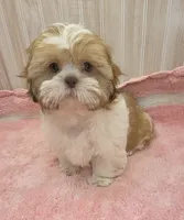 Molly , a female Shih Tzu for sale in Ozark, MO – 7 of 9
