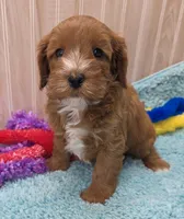 Freddy , a male Cavapoo for sale in Ozark, MO – 1 of 6
