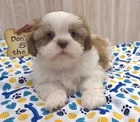 Shorty, a male Shih Tzu for sale in Ozark, MO – 6 of 10