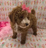 Nola, a female Poodle - Miniature  for sale in Ozark, MO – 2 of 7