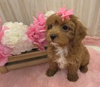 Maya, a female Cavapoo for sale in Ozark, MO – 6 of 7