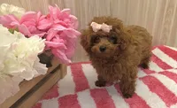 Annie , a female Poodle - Toy  for sale in Ozark, MO – 5 of 8