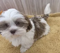 Tony, a male Shih Tzu for sale in Ozark, MO – 5 of 9