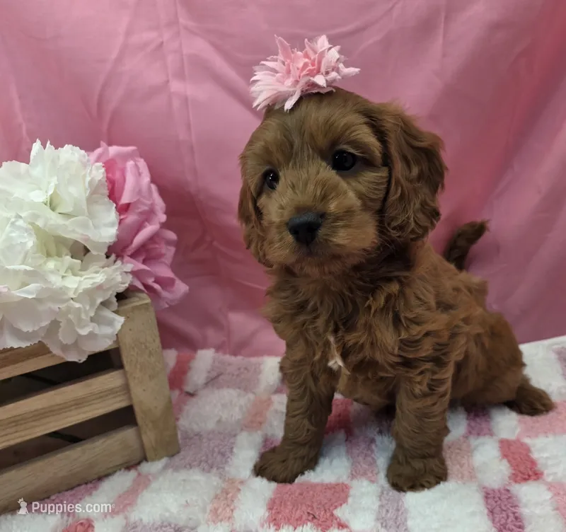 Suzie  – Cavapoo puppy for sale in Ozark, MO