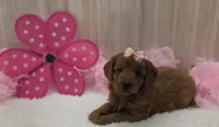 Trixie, a female Cavapoo for sale in Ozark, MO – 1 of 6