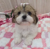 Tiny, a female Shih Tzu for sale in Ozark, MO – 5 of 6