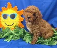 Dustin , a male Cavapoo for sale in Ozark, MO – 4 of 5