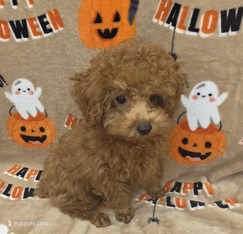 Shrimp – Poodle - Toy  puppy for sale in Ozark, MO