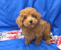 Jeffery , a male Poodle - Toy  for sale in Ozark, MO – 4 of 5