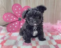 Milly, a female Poodle - Toy  for sale in Ozark, MO – 3 of 7