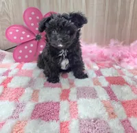Milly, a female Poodle - Toy  for sale in Ozark, MO – 7 of 7