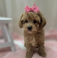 Sophia , a female Poodle - Toy  for sale in Ozark, MO – Photo 1 of 6