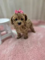 Sophia , a female Poodle - Toy  for sale in Ozark, MO – Photo 5 of 6