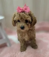 Sophia , a female Poodle - Toy  for sale in Ozark, MO – Photo 2 of 6