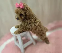 Sophia , a female Poodle - Toy  for sale in Ozark, MO – Photo 3 of 6