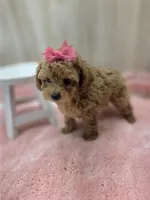 Sophia , a female Poodle - Toy  for sale in Ozark, MO – Photo 6 of 6