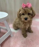 Sophia , a female Poodle - Toy  for sale in Ozark, MO – Photo 4 of 6