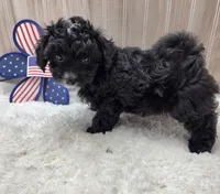 CHARLIE , a male Poodle - Toy  for sale in Ozark, MO – 7 of 7