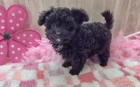 Milly, a female Papillon and Poodle - Toy  for sale in Ozark, MO – 2 of 5