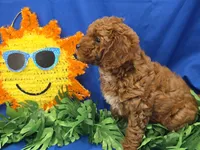 Dustin , a male Cavapoo for sale in Ozark, MO – 5 of 5