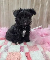 Milly, a female Poodle - Toy  for sale in Ozark, MO – 5 of 7