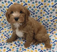 CHARLIE , a male Cavapoo for sale in Ozark, MO – 1 of 6