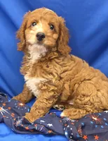 Cody, a male Cavapoo for sale in Ozark, MO – 2 of 5