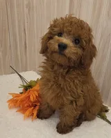 Rocky , a male Poodle - Toy  for sale in Ozark, MO – 2 of 6