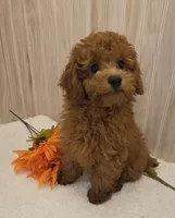 Rocky , a male Poodle - Toy  for sale in Ozark, MO – 5 of 6