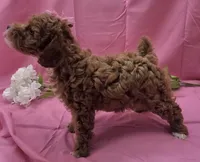 BELLA , a female Poodle - Miniature  for sale in Ozark, MO – 5 of 7