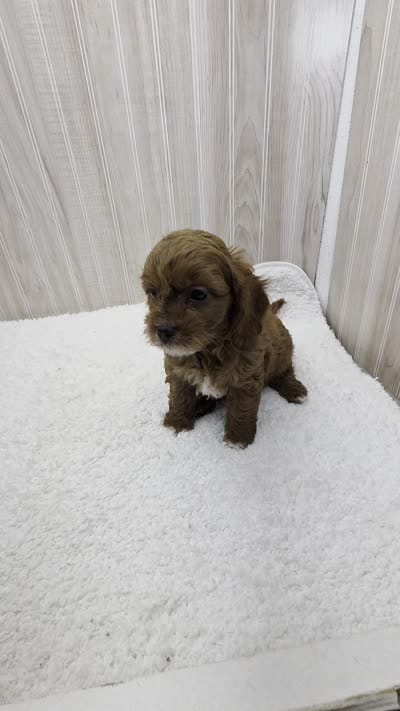 Scotty, a male Cavapoo for sale in Ozark, MO – 7 of 7